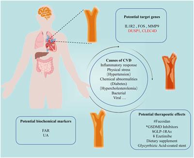 Editorial: Chronic inflammation and pharmacological interventions in cardiovascular diseases, volume II